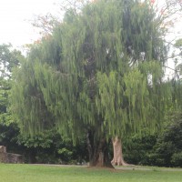 Cupressus